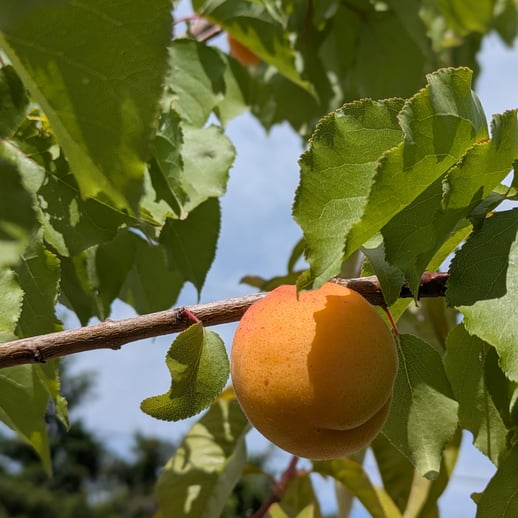 PXL_20250702_181243007-PORTRAIT